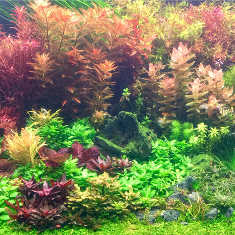 Aquariumpflanzen